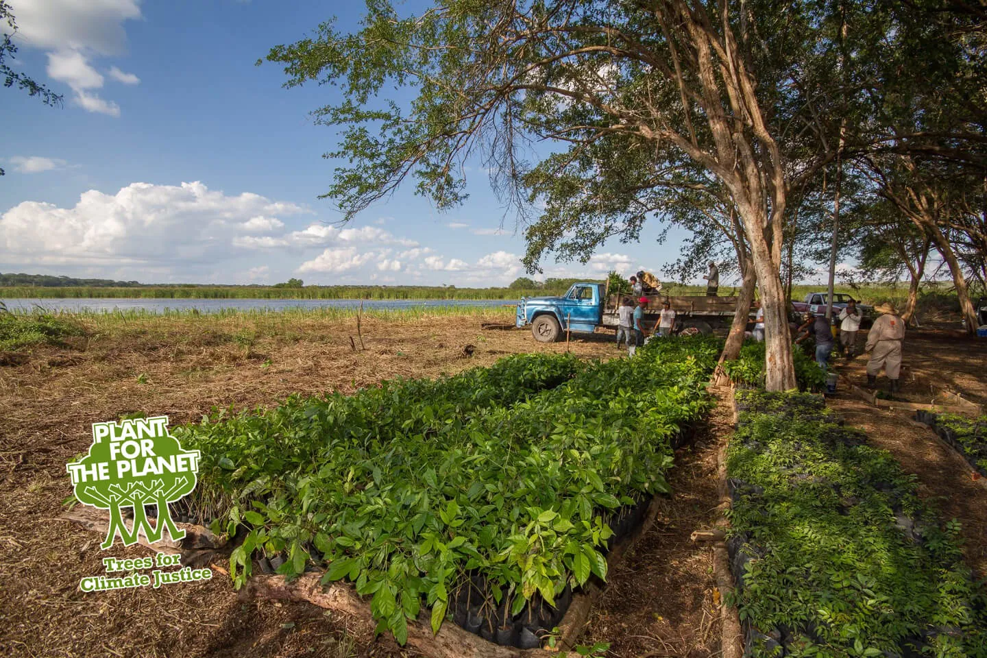 planting trees